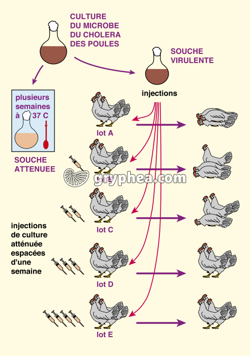 La vaccination - Pasteur et le Choléra des poules - gryphea.com